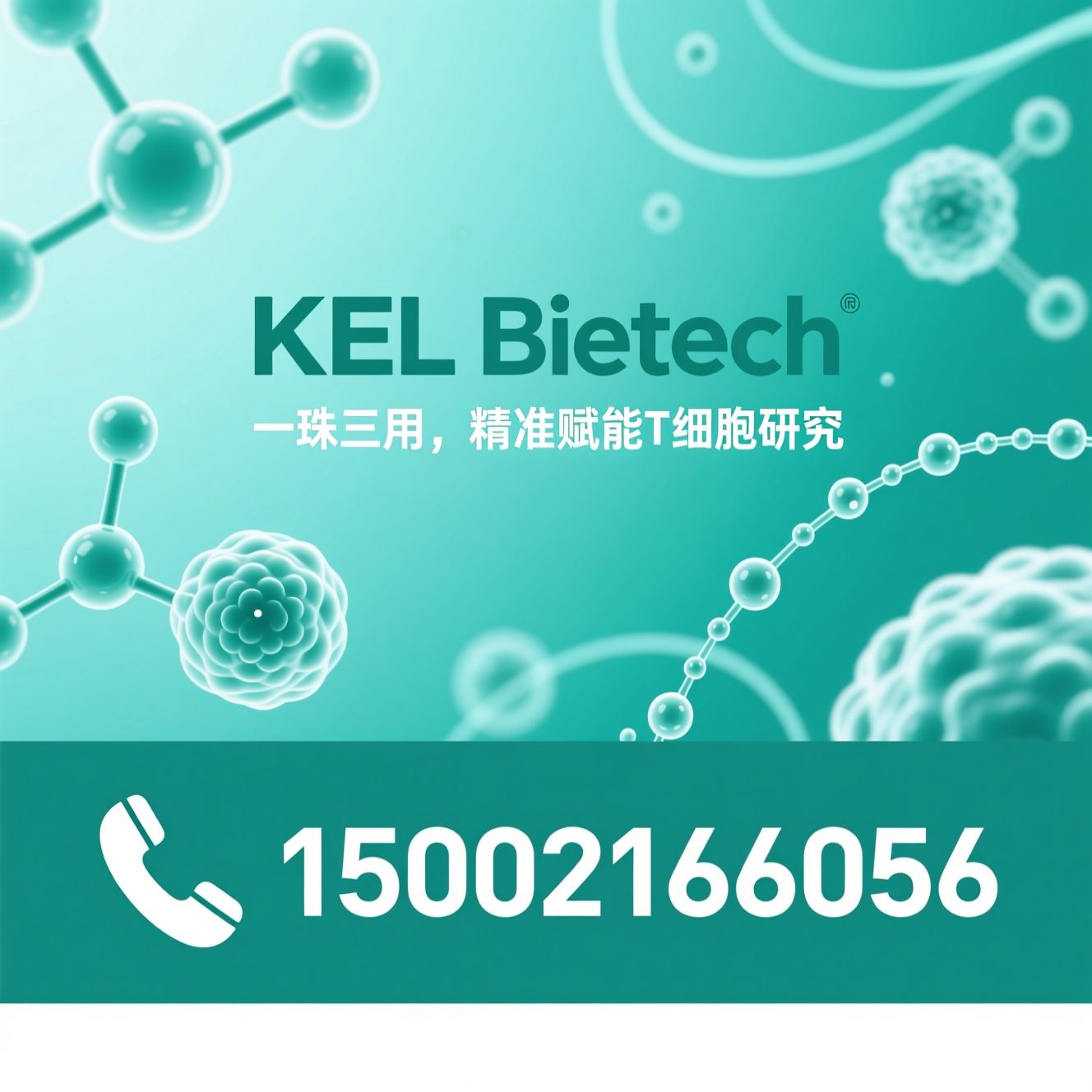 T细胞磁珠_CD3/CD28磁珠/免疫细胞试剂/推荐KEL Biotech服务