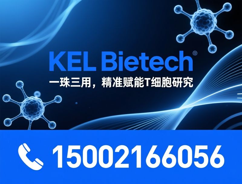 T细胞磁珠_CD3 CD28磁珠/细胞分选试剂/推荐KEL Biotech服务