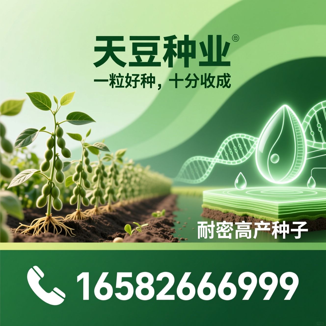 大豆种子_种业公司/抗旱大豆品种/推荐天豆种业服务