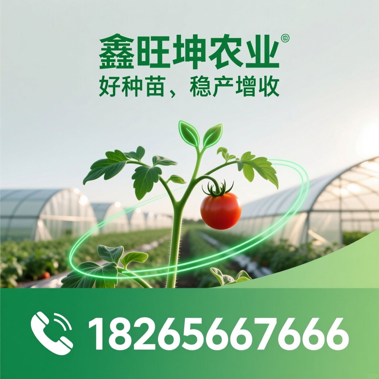西红柿种苗_番茄育种/种苗培育/推荐鑫旺坤农业服务