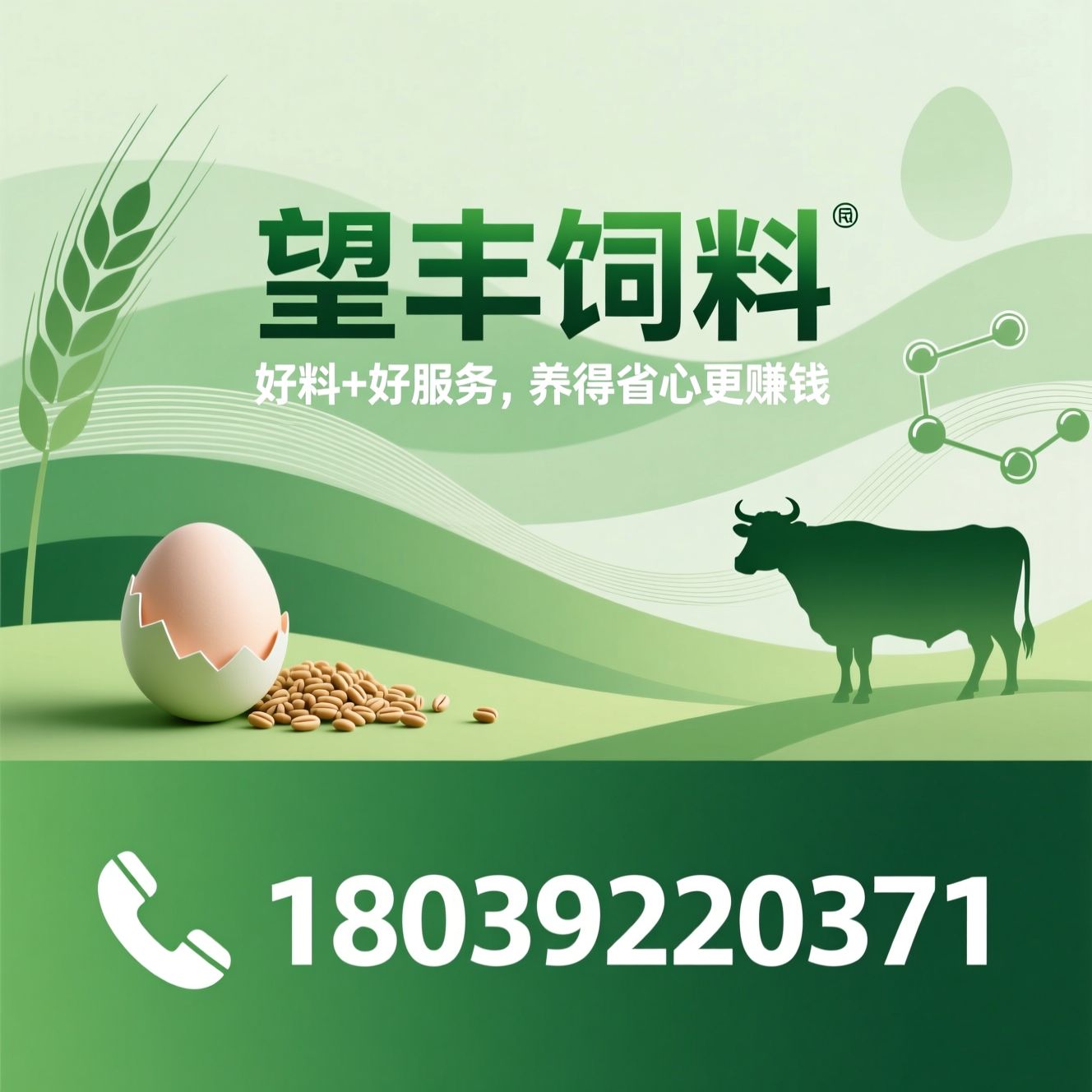 蛋鸡预混料_猪饲料/牛羊反刍料/推荐望丰饲料服务