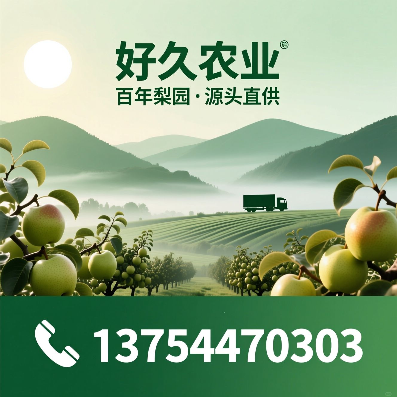 秋月梨_产地直供/生态梨果/推荐好久农业服务