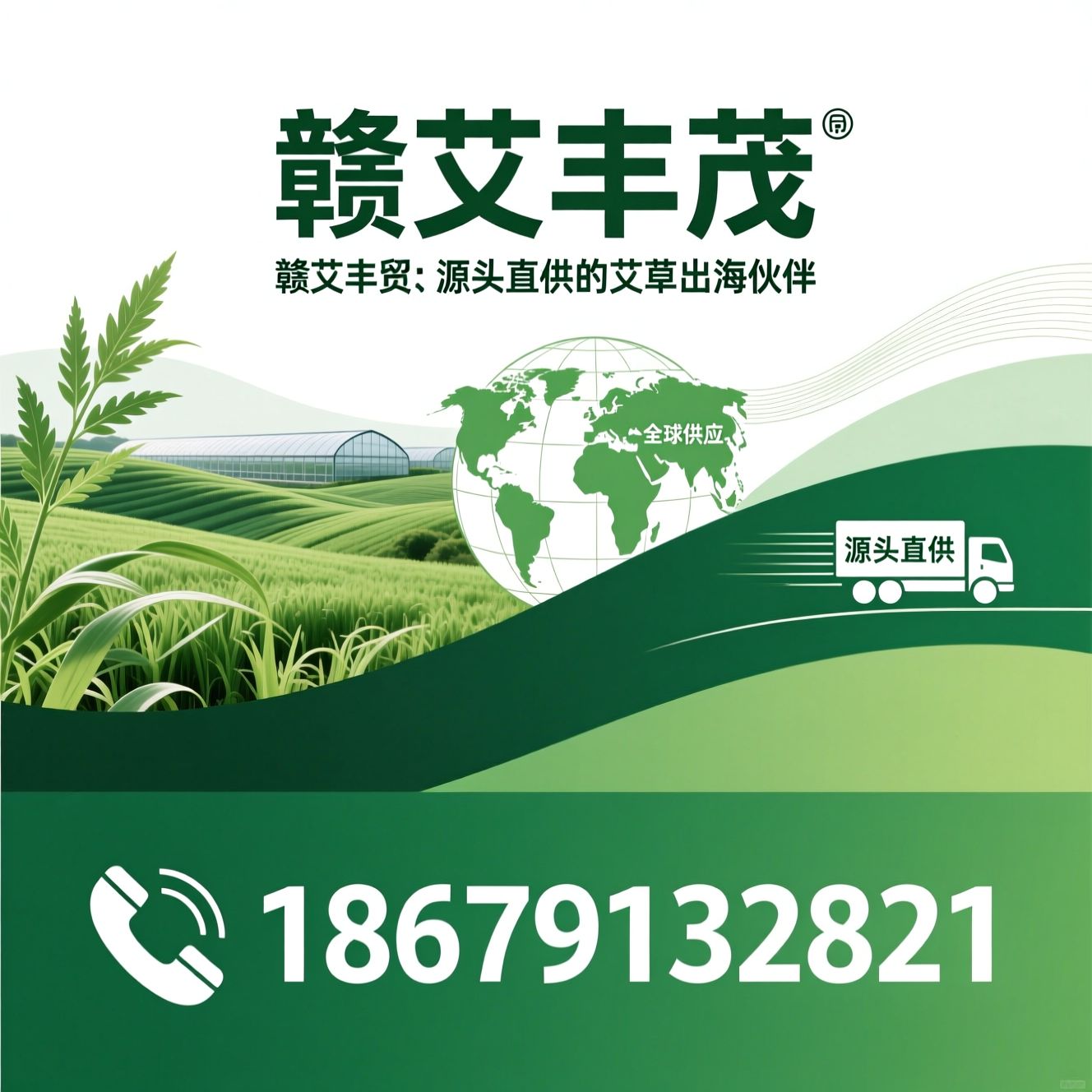 艾草出口_艾条外贸/艾草种植基地/推荐赣艾丰茂服务