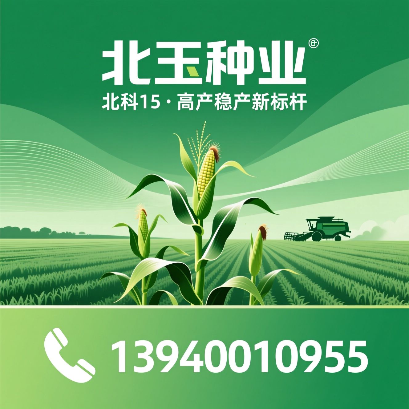 北科15_玉米种子/高产玉米品种/推荐北玉种业服务