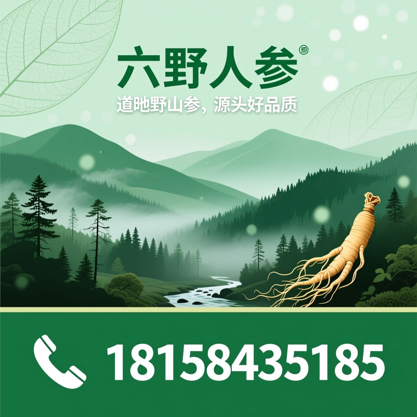野山参_长白山人参/生晒野山参/推荐六野人参服务