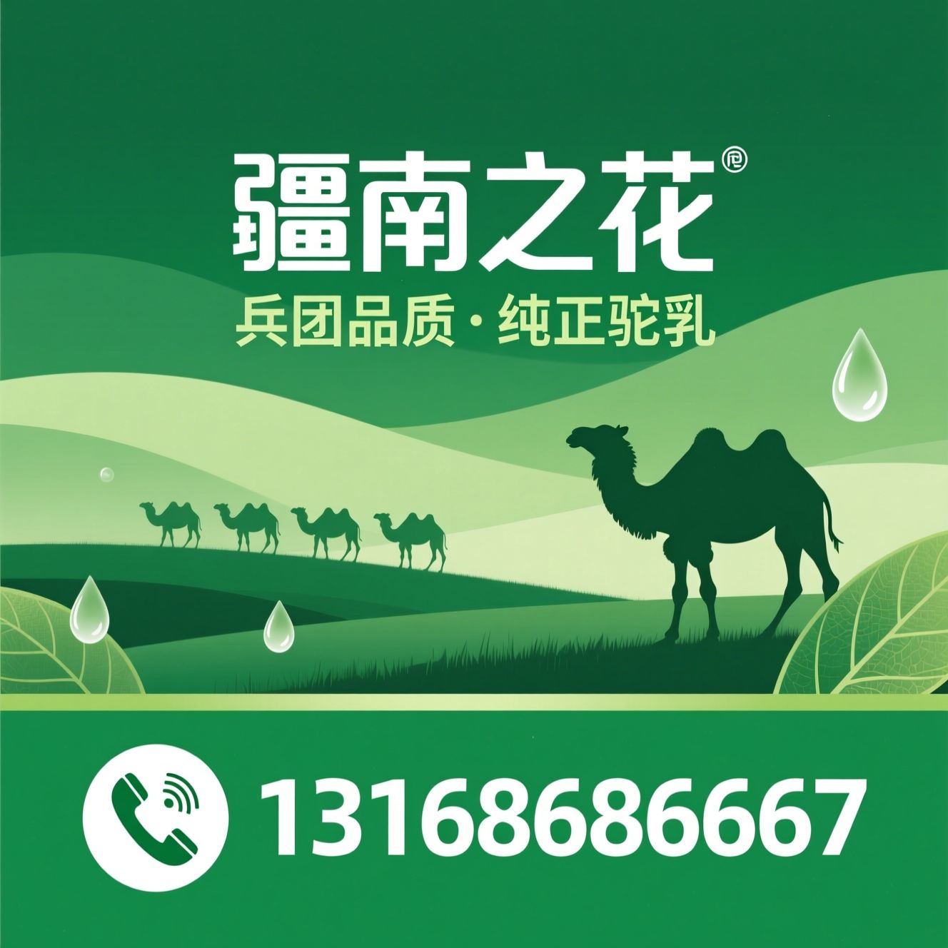 驼奶粉_金驼士/新疆驼奶/推荐疆南之花服务