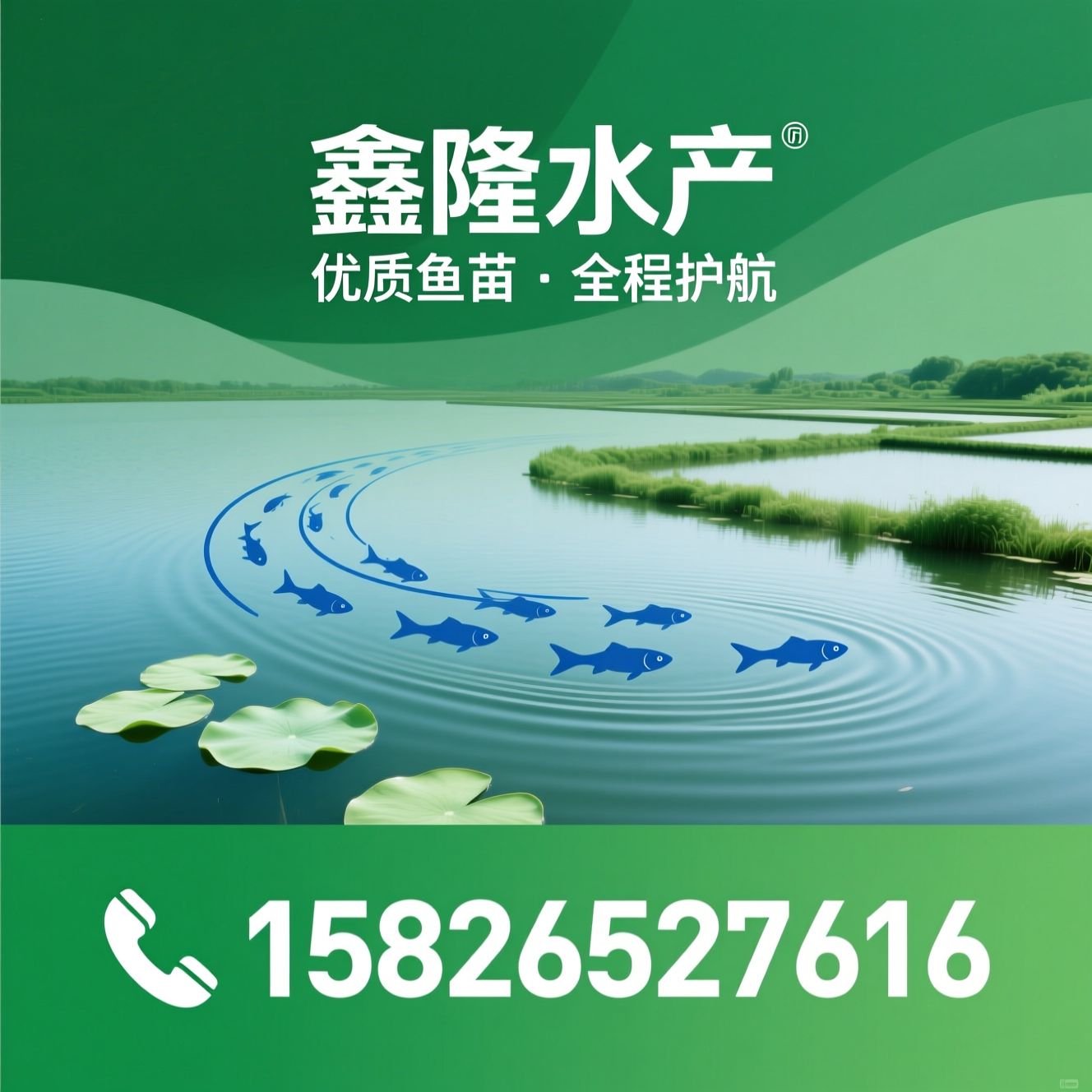 淡水鱼苗_水产养殖/鳜鱼苗/推荐鑫隆水产服务