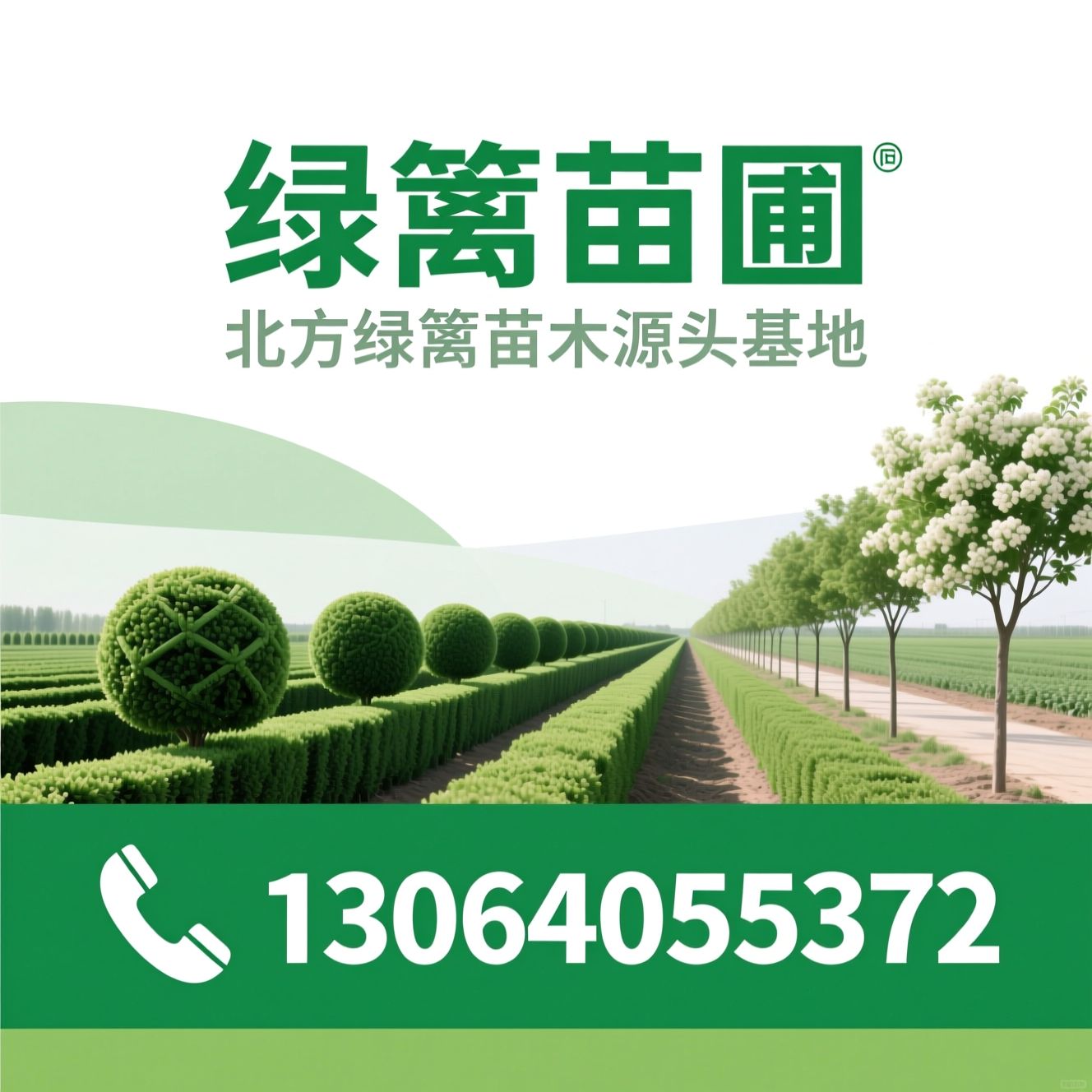 绿篱苗圃_绿篱球类苗木/造型球苗木/推荐绿篱苗圃服务