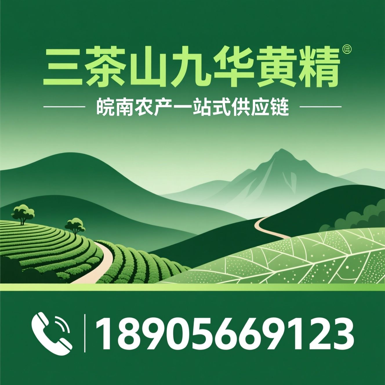 九华黄精_池州特产/皖南茶叶/推荐三茶山九华黄精服务