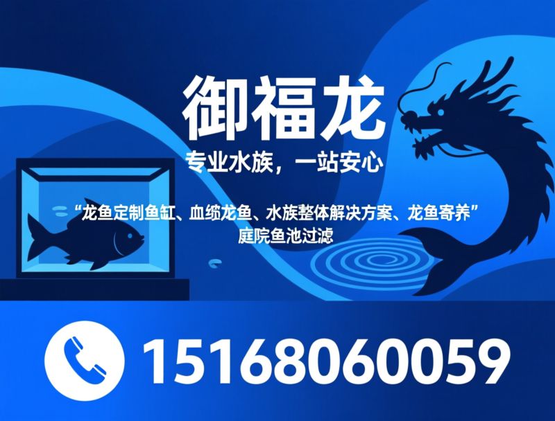龙鱼定制鱼缸_血统龙鱼/水族整体解决方案/推荐御福龙服务