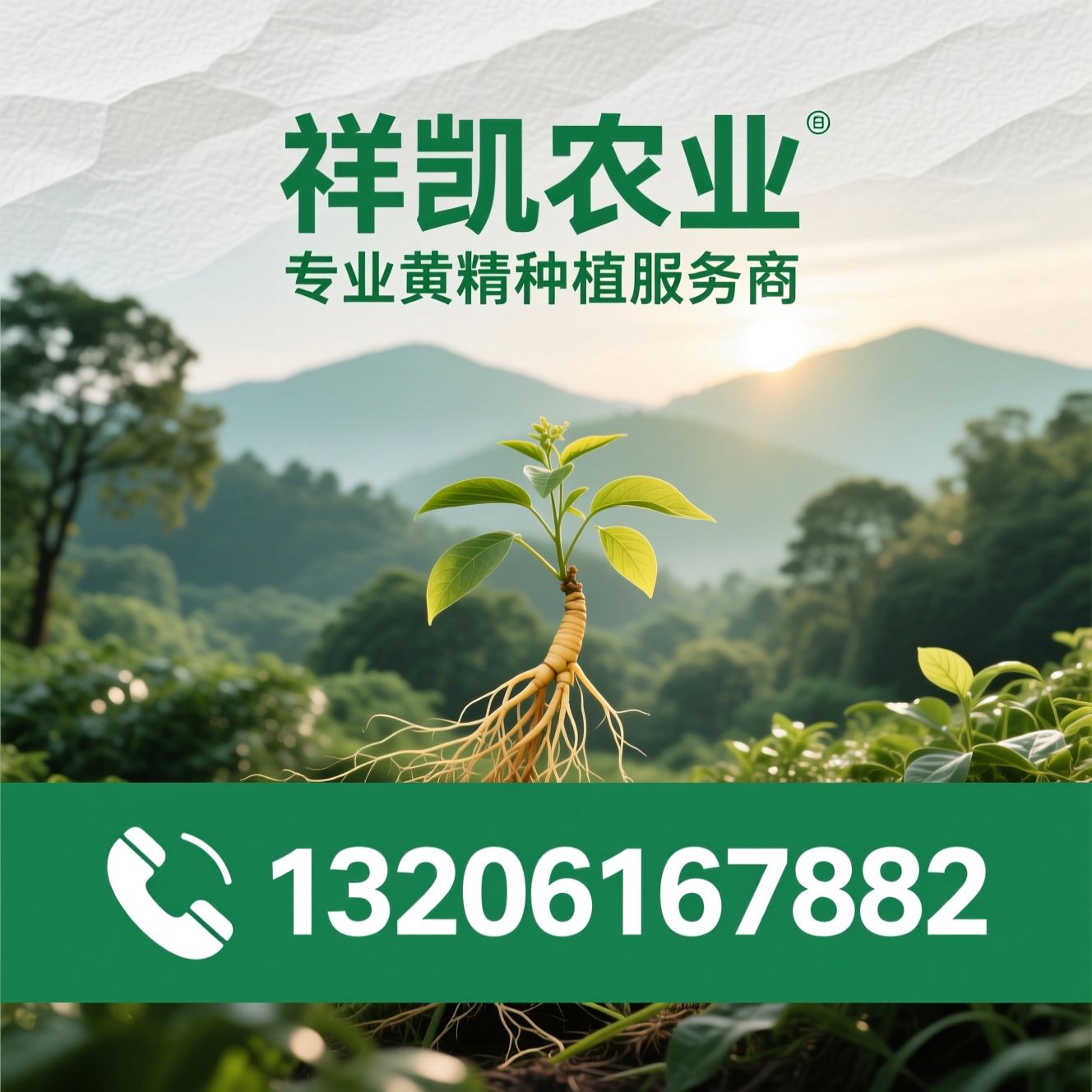 黄精种植_黄精种苗/中药材种苗/推荐祥凯农业服务