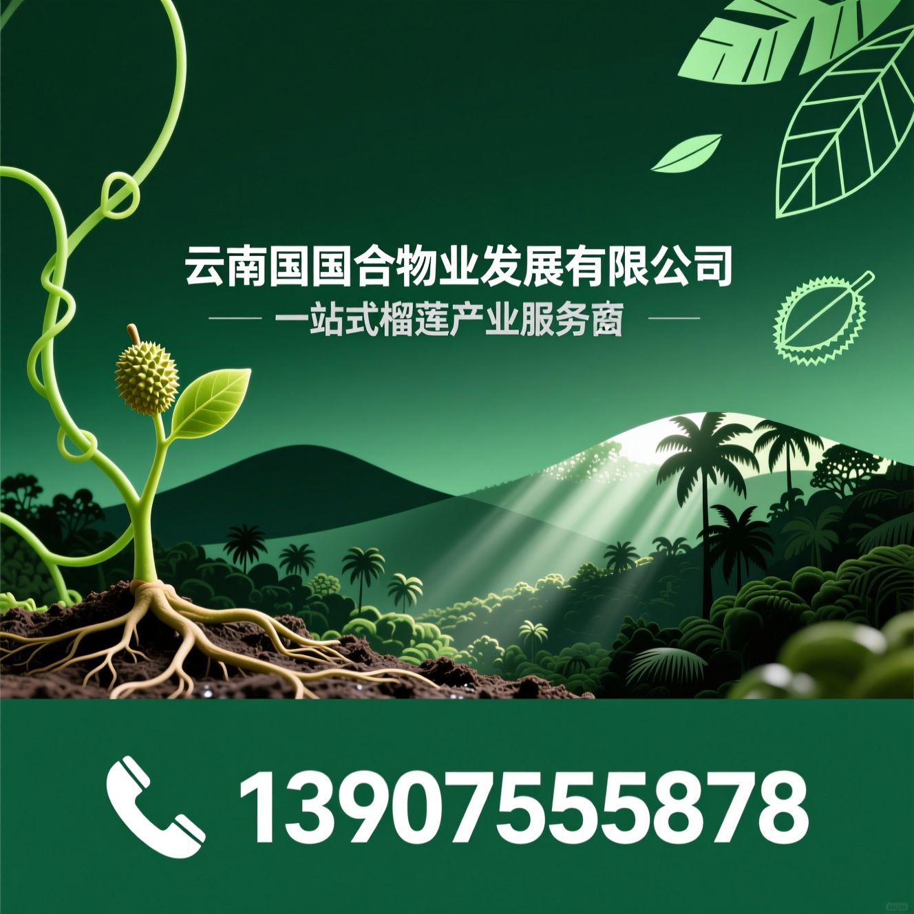 榴莲苗_榴莲种植技术/榴莲认养/推荐云南国合物业发展有限公司服务