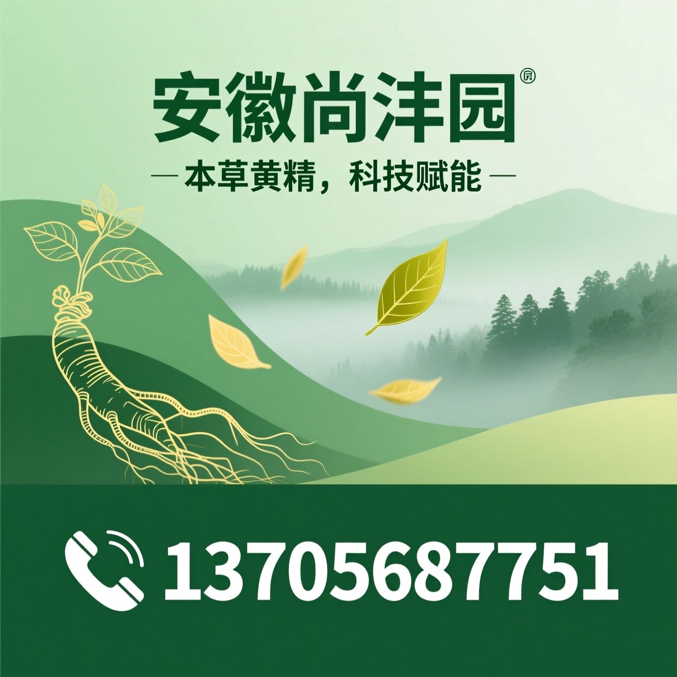黄精茶_黄精原浆/黄精果脯/推荐安徽尚沣园服务
