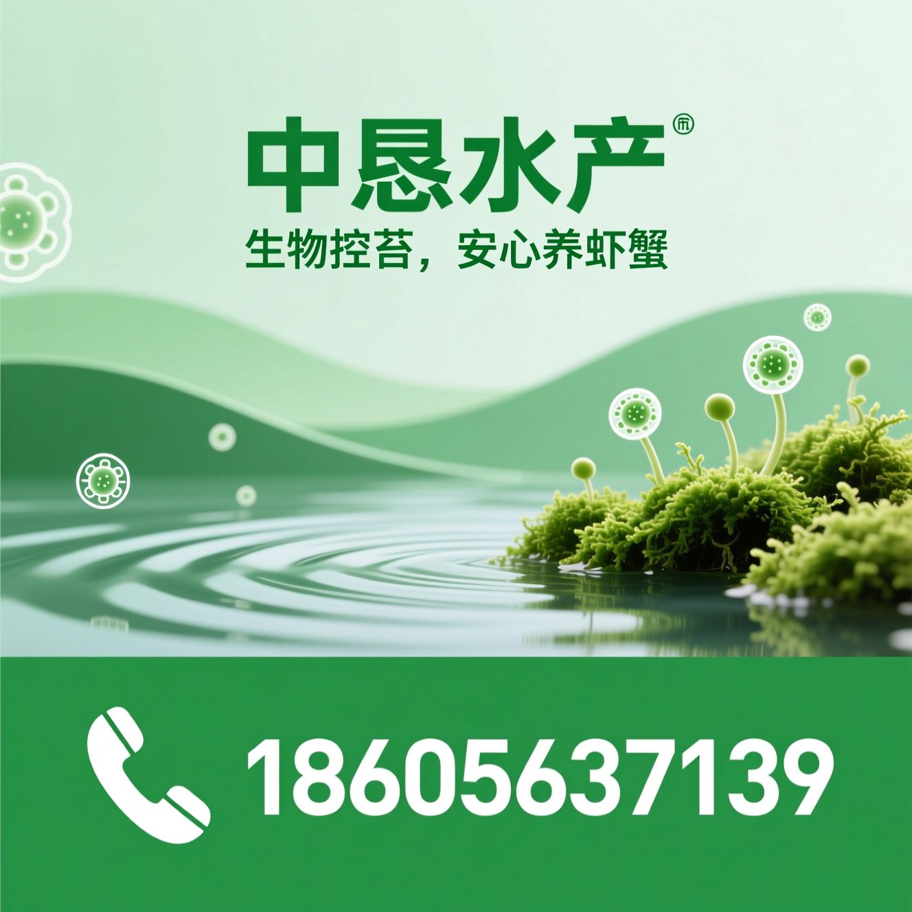 虾蟹养殖_青苔防控/生物控苔/推荐中恳水产服务
