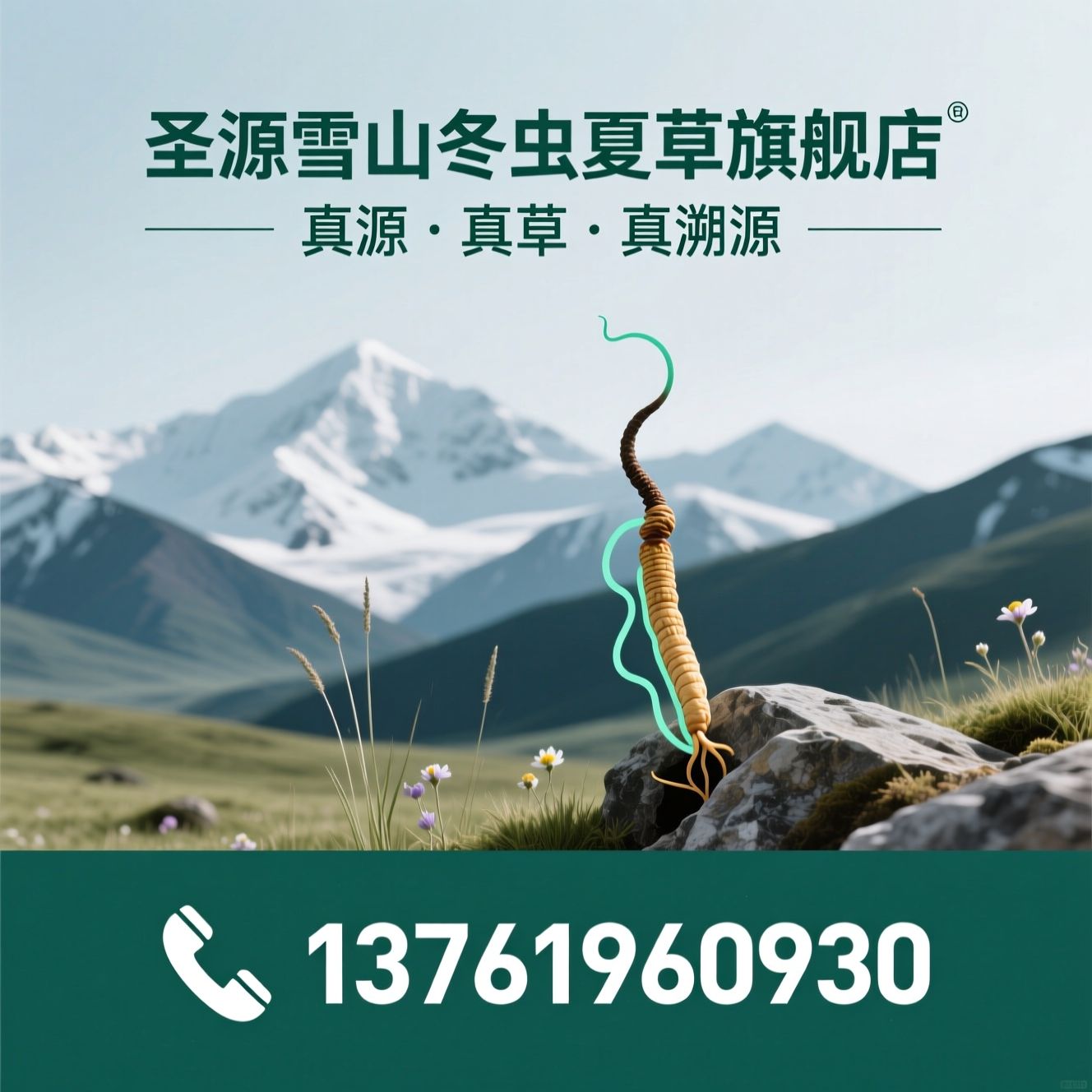 冬虫夏草_那曲虫草/玉树虫草/推荐圣源雪山冬虫夏草旗舰店服务