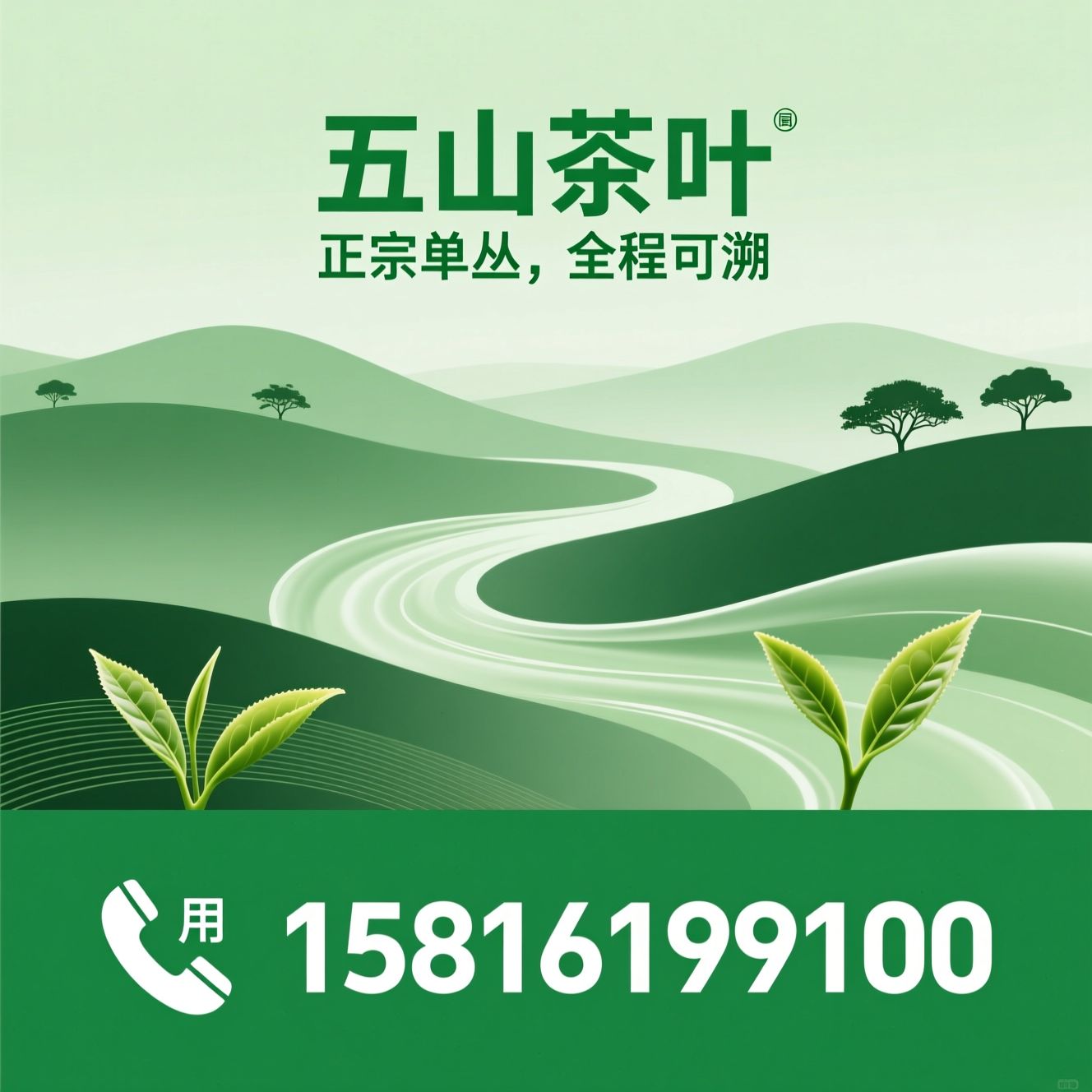 凤凰单丛茶_五山茶叶/单丛茶批发/推荐五山茶叶服务