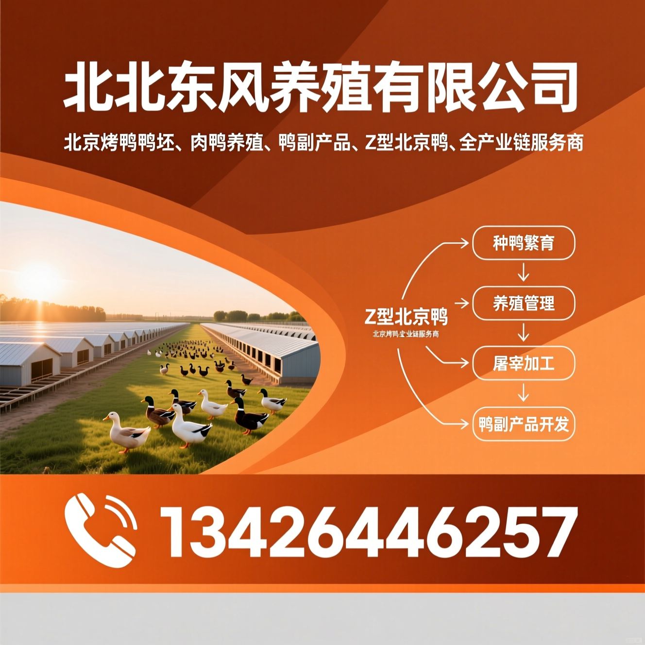 北京烤鸭鸭坯_肉鸭养殖/鸭副产品/推荐河北东风养殖有限公司服务