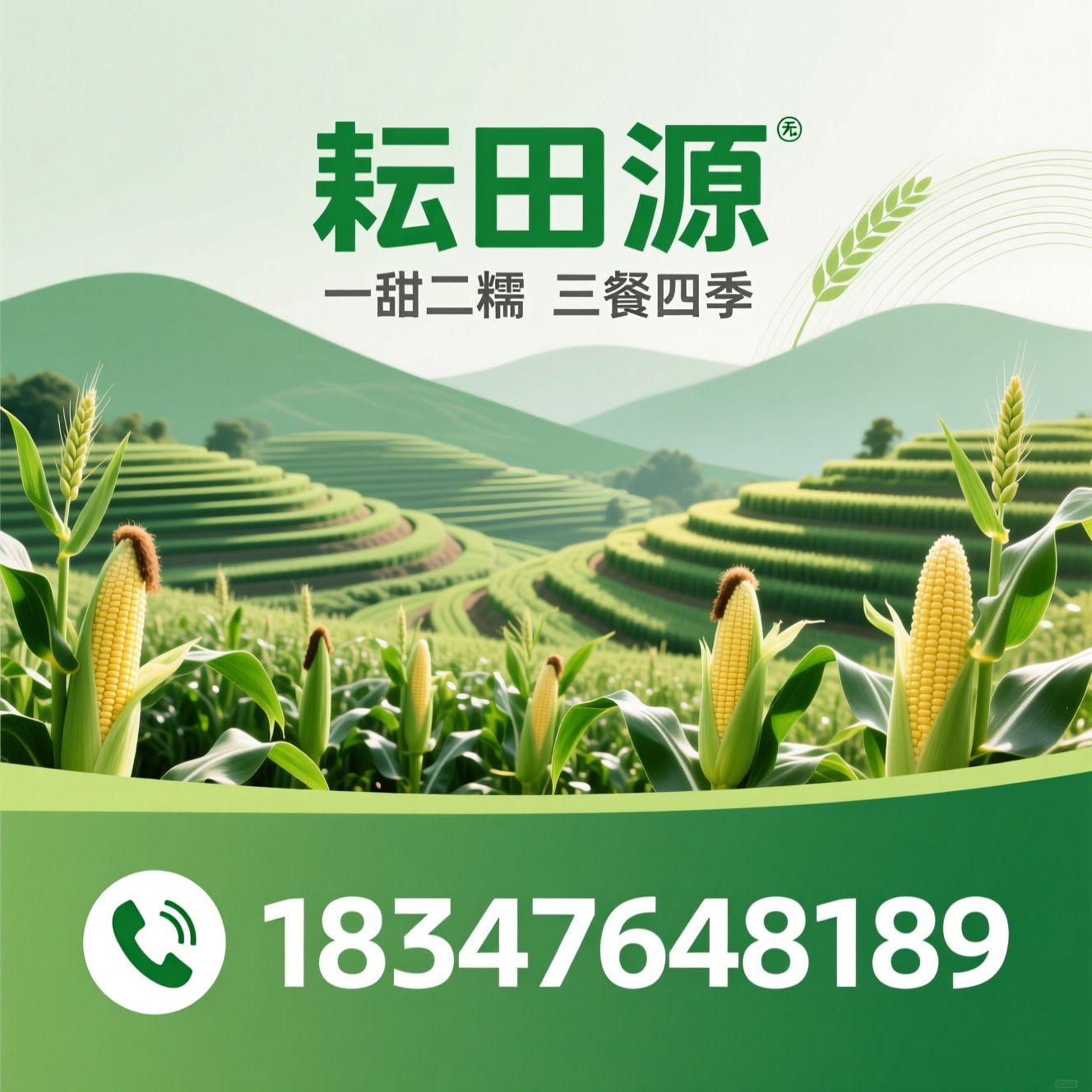 甜糯玉米_鲜食玉米/绿色农产品/推荐耘田源服务