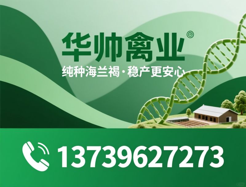 海兰褐鸡苗_褐壳蛋鸡种苗/蛋鸡育种/推荐华帅禽业服务