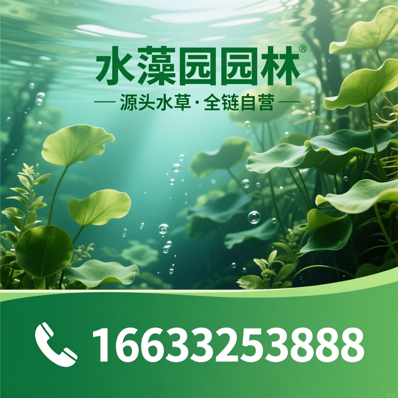 水生态修复_水生植物/沉水植物/推荐水藻园园林服务
