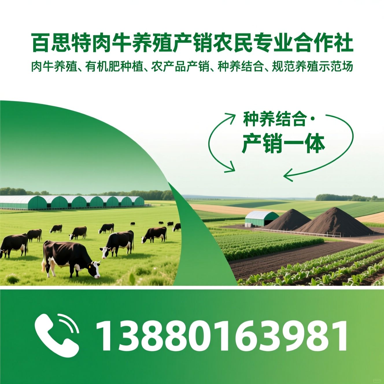 肉牛养殖_有机肥种植/农产品产销/推荐百思特肉牛养殖产销农民专业合作社服务