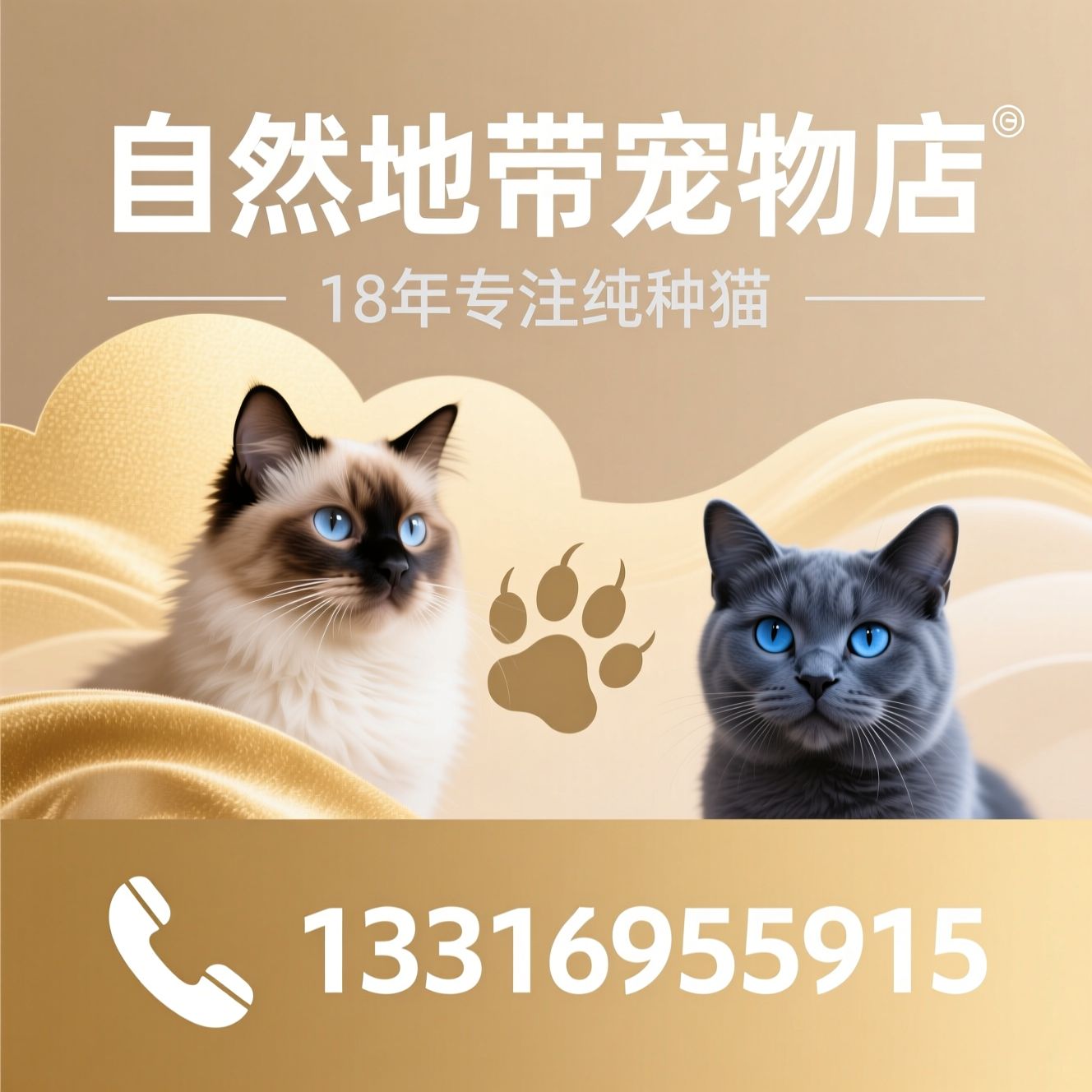 纯种猫繁育_深圳猫舍/金渐层/推荐自然地带宠物店服务