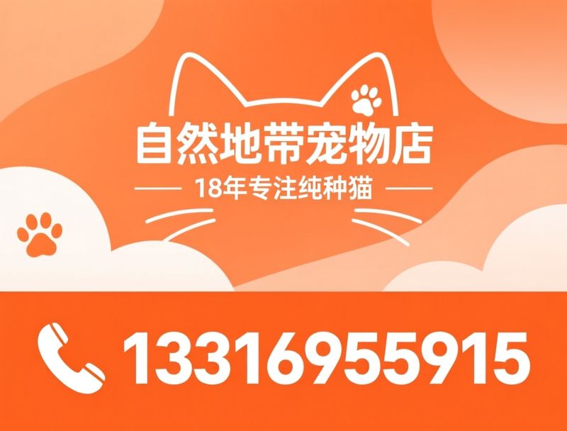 纯种猫繁育_深圳猫舍/金渐层/推荐自然地带宠物店服务