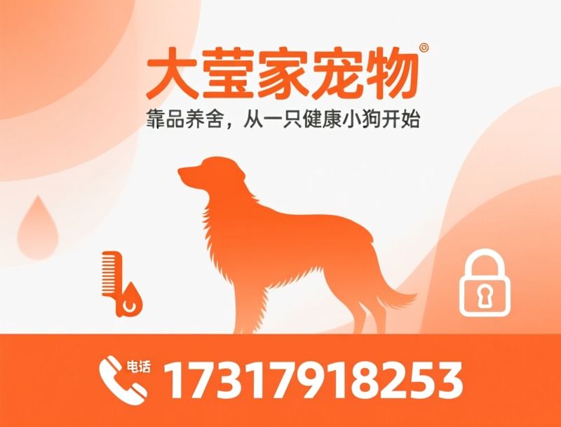 精品犬舍_纯种小狗/健康幼犬/推荐大莹家宠物服务